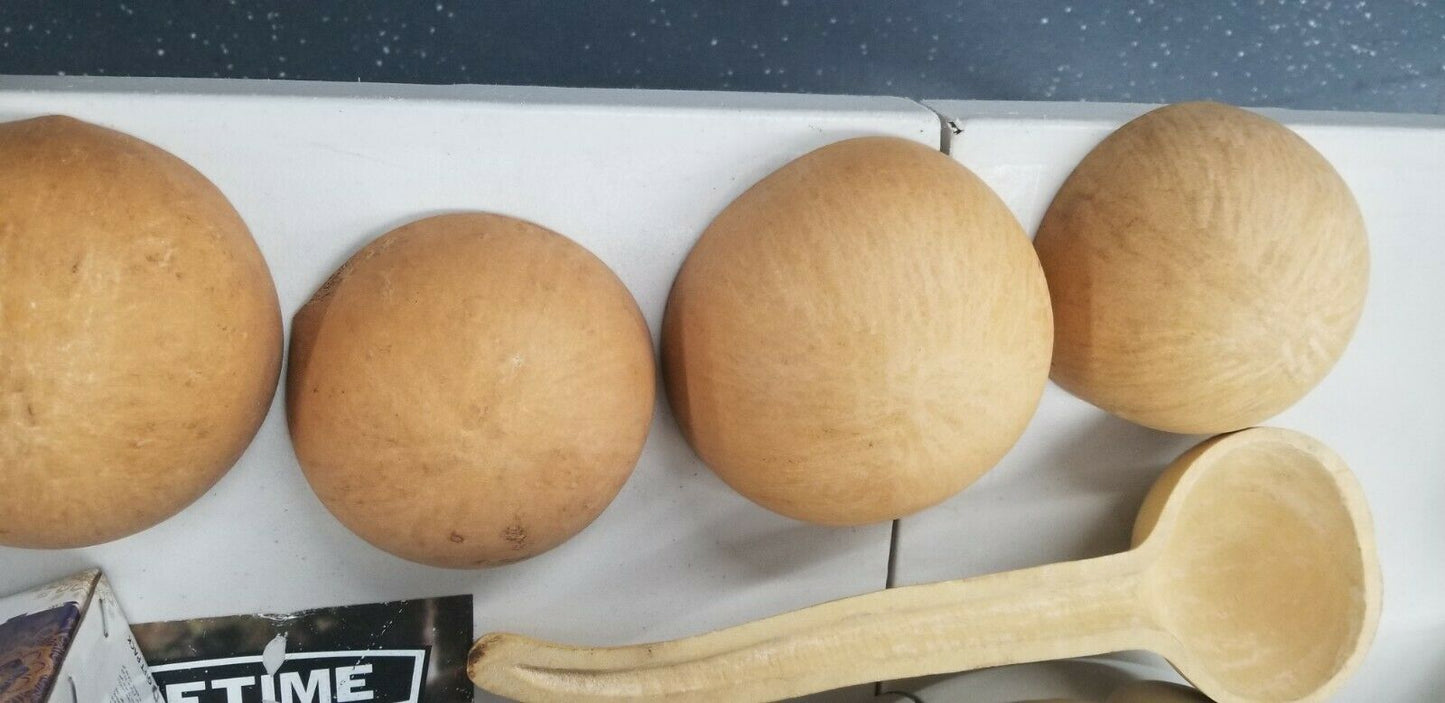 Calabash Dried Gourds  $12 each